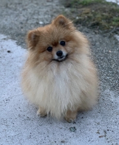 Beautiful orange British imported Pomeranian for stud  Listing Image
