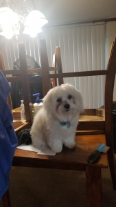 White Female Maltese  Listing Image