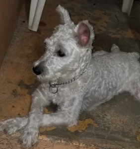 White schnauzer looking for lovely Dame Listing Image