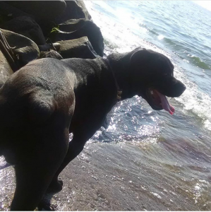 Italian Mastiff Listing Image