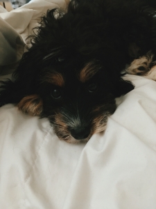 Mini/ Toy Bernedoodle Listing Image