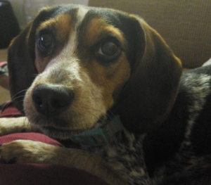 2nd to None Purebred Beagle Listing Image
