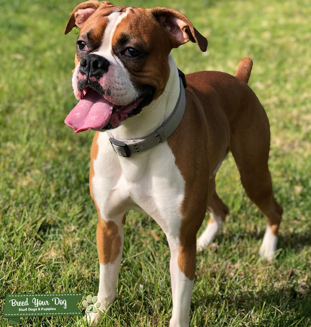 Flashy Fawn Boxer Stud Dog California Breed Your Dog