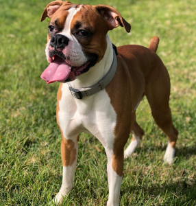Flashy Fawn Boxer Listing Image