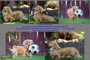 DACHSHUND-ee CREAM - MINIATURE LONGHAIR  Listing Image