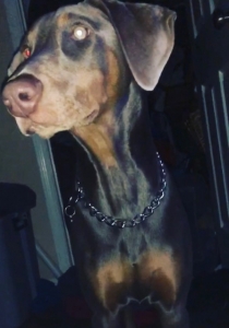 Fawn Doberman  Listing Image