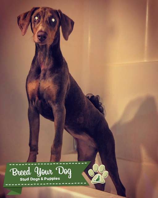 Fawn Doberman Stud Dog Mississippi Breed Your Dog