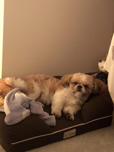 shih tzu for stud service