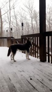 1 year old stud: Red(Brown) & white, CKC certified, therapy dog parents extremely good temperament  Listing Image