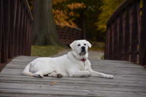 White Pure Breed Labrador Retriever Available for STUD Listing Image