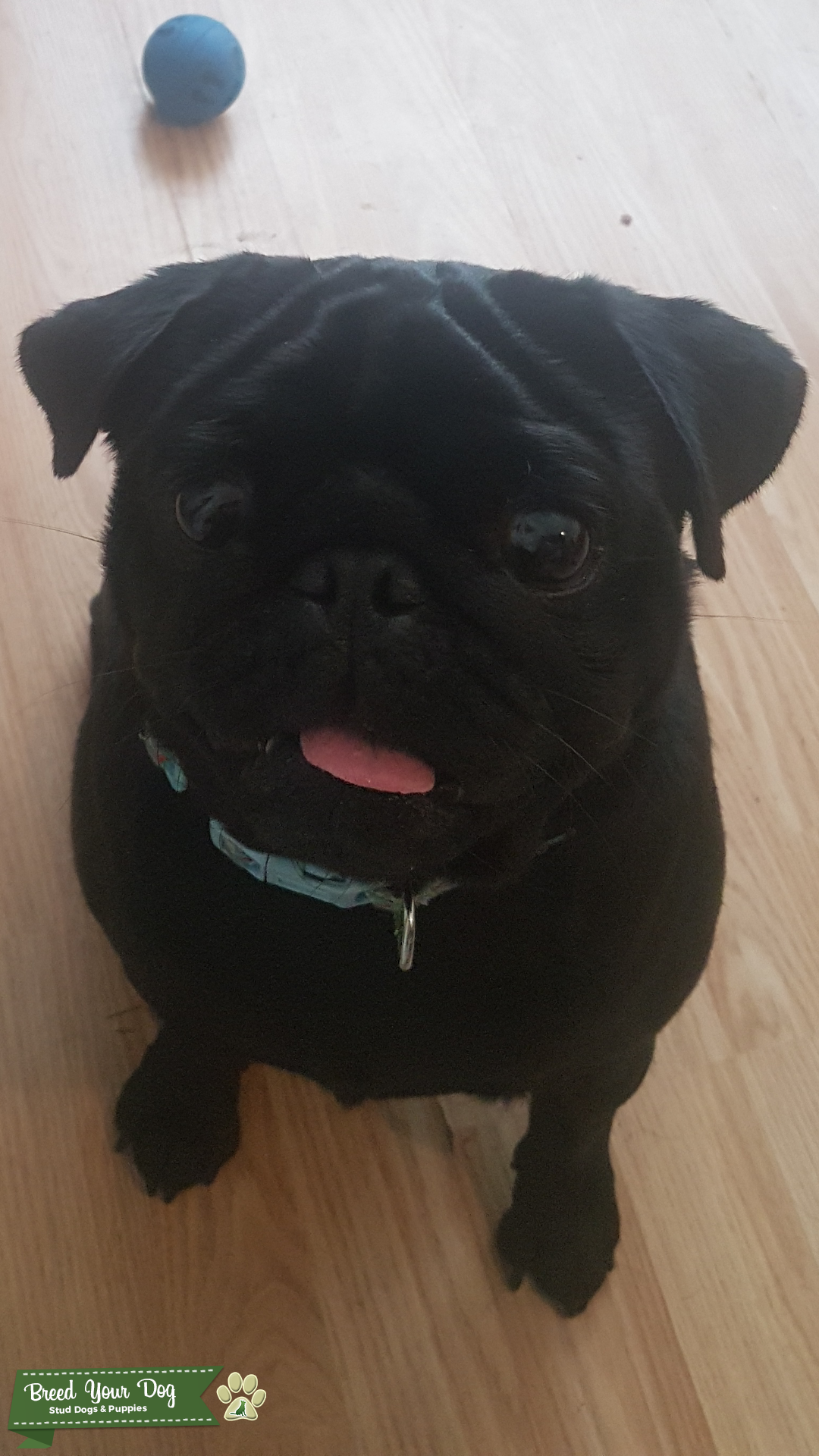 Cesar The Pug For Stud Stud Dog Cardiff Breed Your Dog