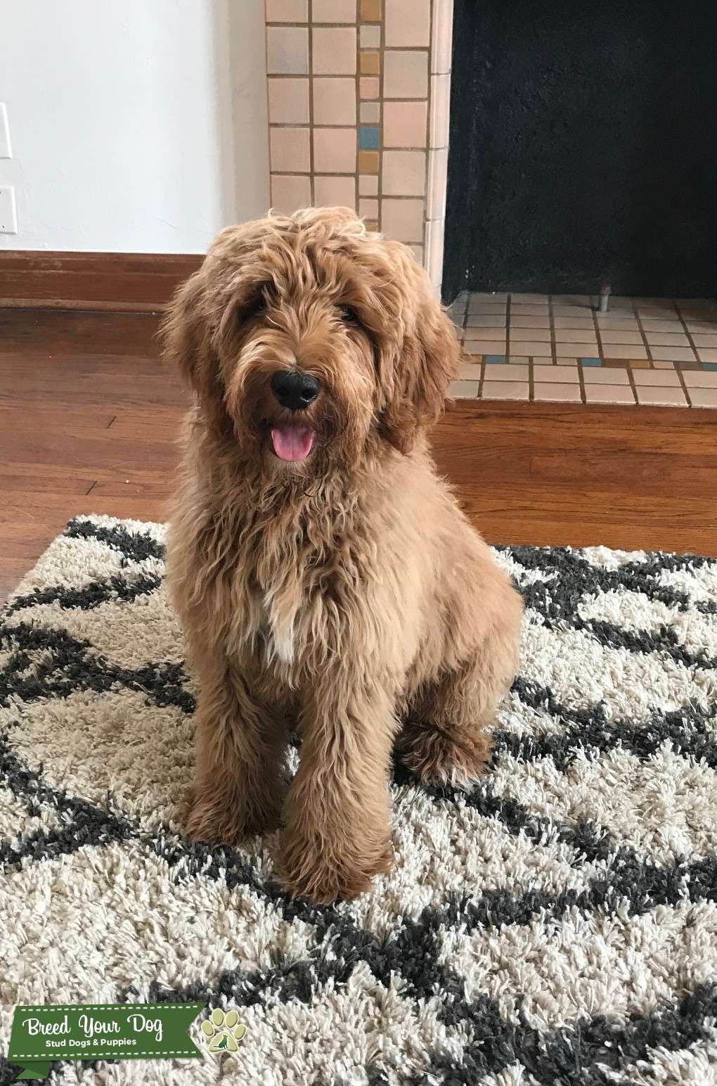 Copper F1B Goldendoodle Stud Dog in Colorado, United States Breed
