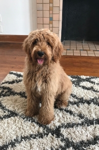 Copper F1B Goldendoodle Listing Image