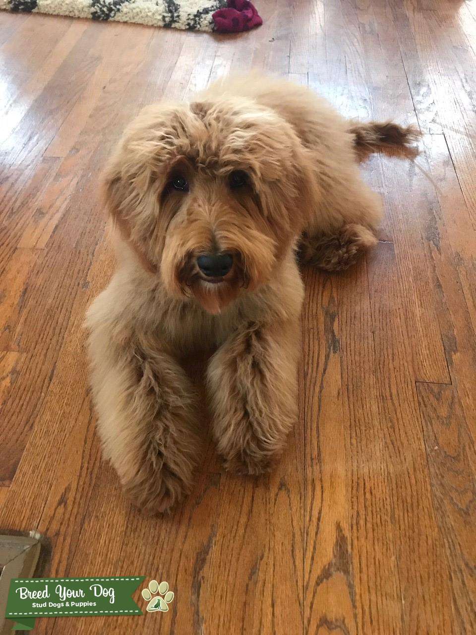 Copper F1B Goldendoodle Stud Dog in Colorado, United States Breed