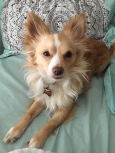 sweetest chipom Listing Image