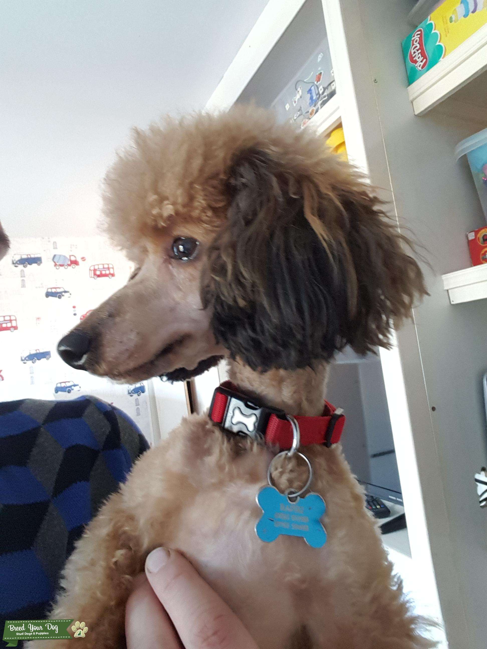 Stud Dog - Toy poodle - Breed Your Dog