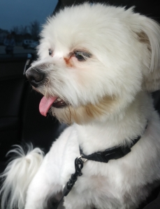 male Maltese for Stud service in exchange for 2 puppies Listing Image