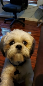 Looking for shih tzu female for stud  Listing Image