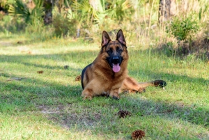 German Shepherd Stud Listing Image