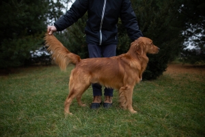 AKC RED GOLDEN RETRIEVER STUD  Listing Image