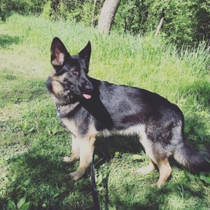 German Shepard Listing Image