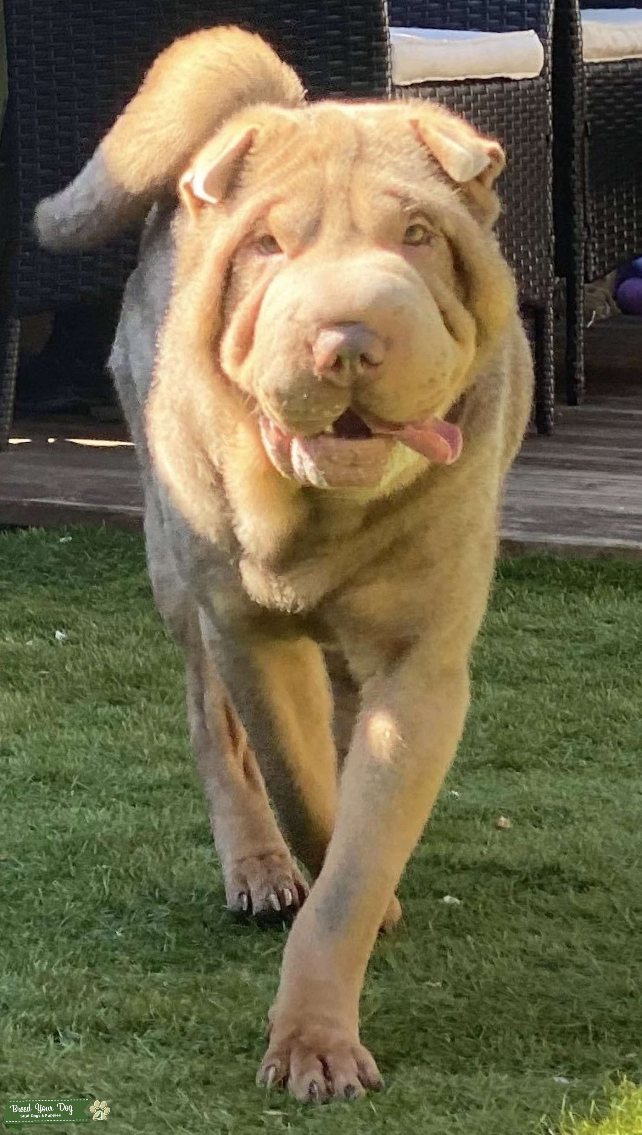 shar pei tan