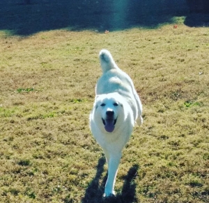 Searching for a breed mate  Listing Image