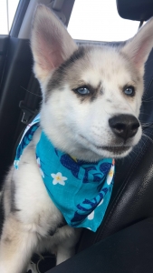 Blue-eyed Pomsky Listing Image