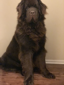 Chocolate Newfoundland Stud Listing Image
