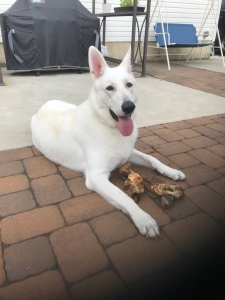 White German Shepherd Stud Listing Image