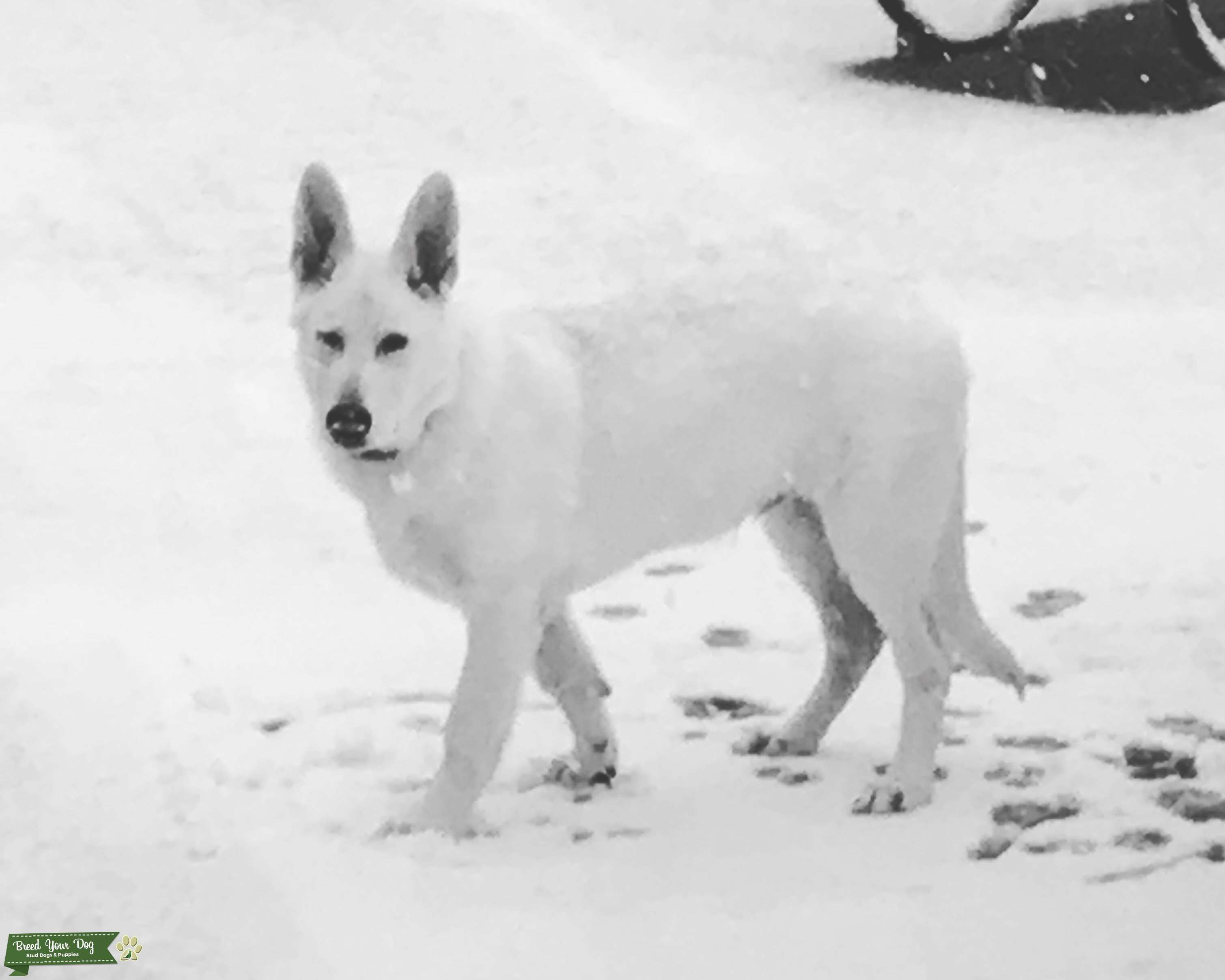 white german shepherd stud