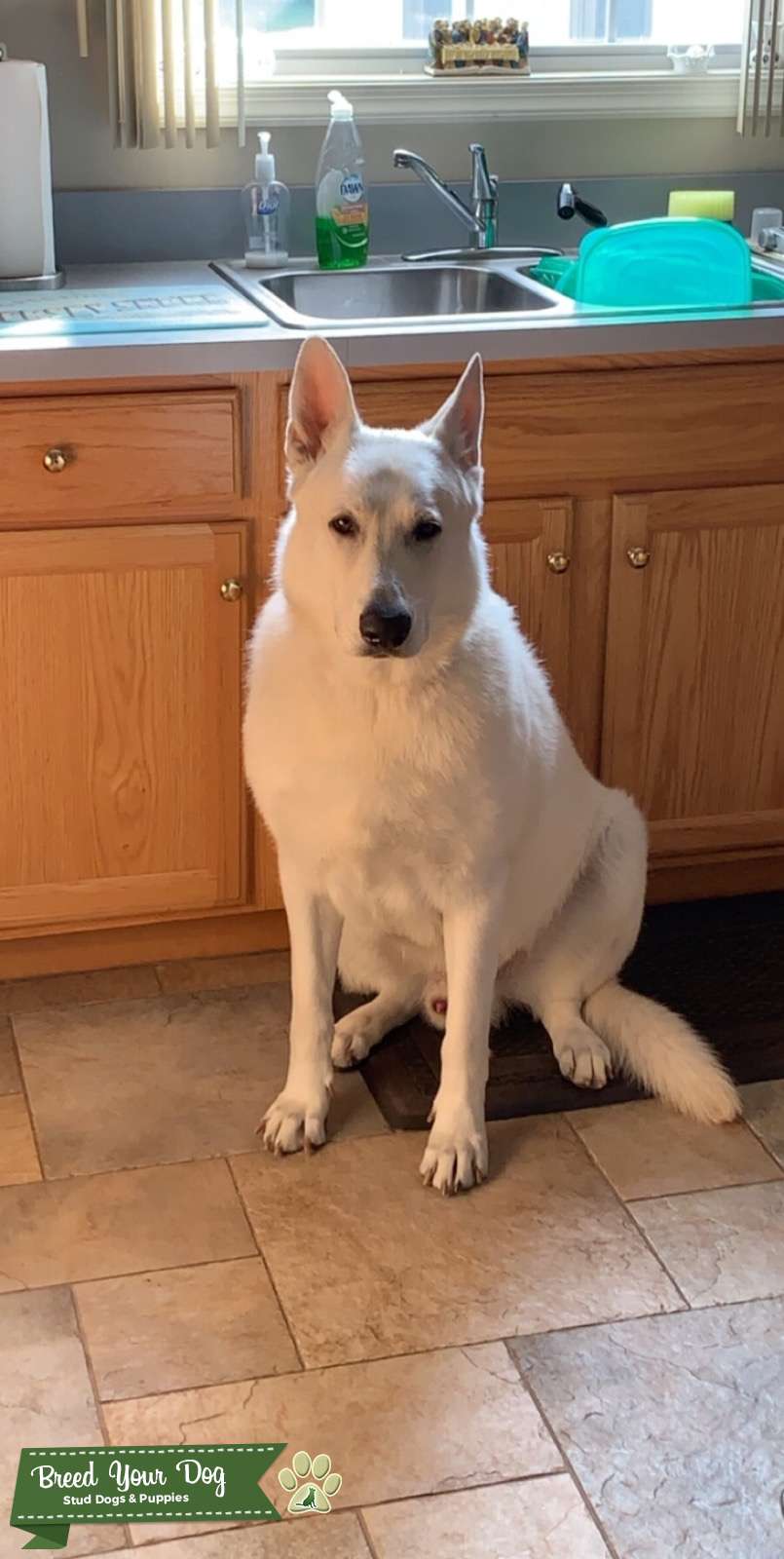 white german shepherd stud