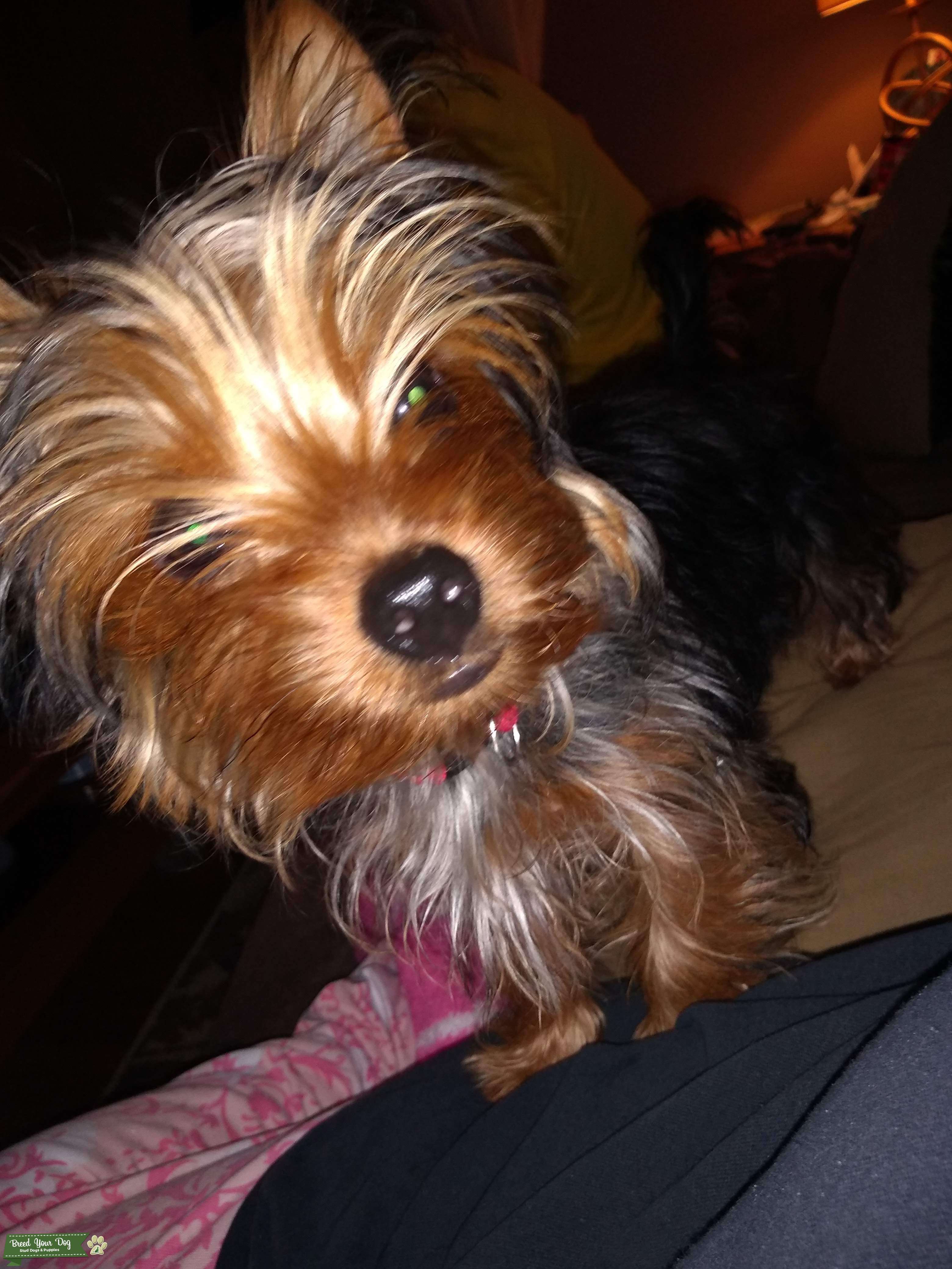 Yorkie terrier pure Stud Dog Ohio Breed Your Dog