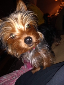 Yorkie  terrier pure Listing Image