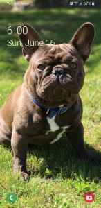 chocolate french bulldog