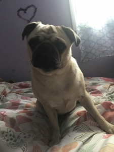 Pug, Brown  Listing Image