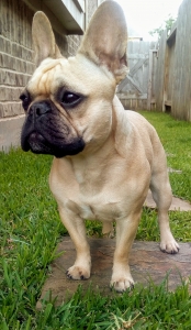 Fawn french bulldog stud sevrices Listing Image