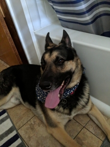 STUD. German Shepherd  Listing Image