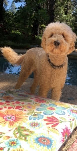 Male Golden Doodle Listing Image