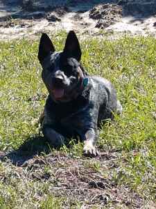 male blue heeler