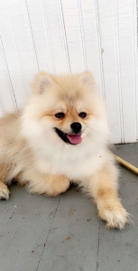 Beautiful extra small male pomsky, eye catching head turning super extremely cute  Listing Image