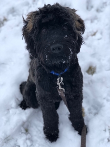 Black Wheaten Terrier Poodle Mix Listing Image