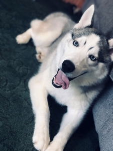STUD QUALITY SIBERIAN BLOODLINE Listing Image