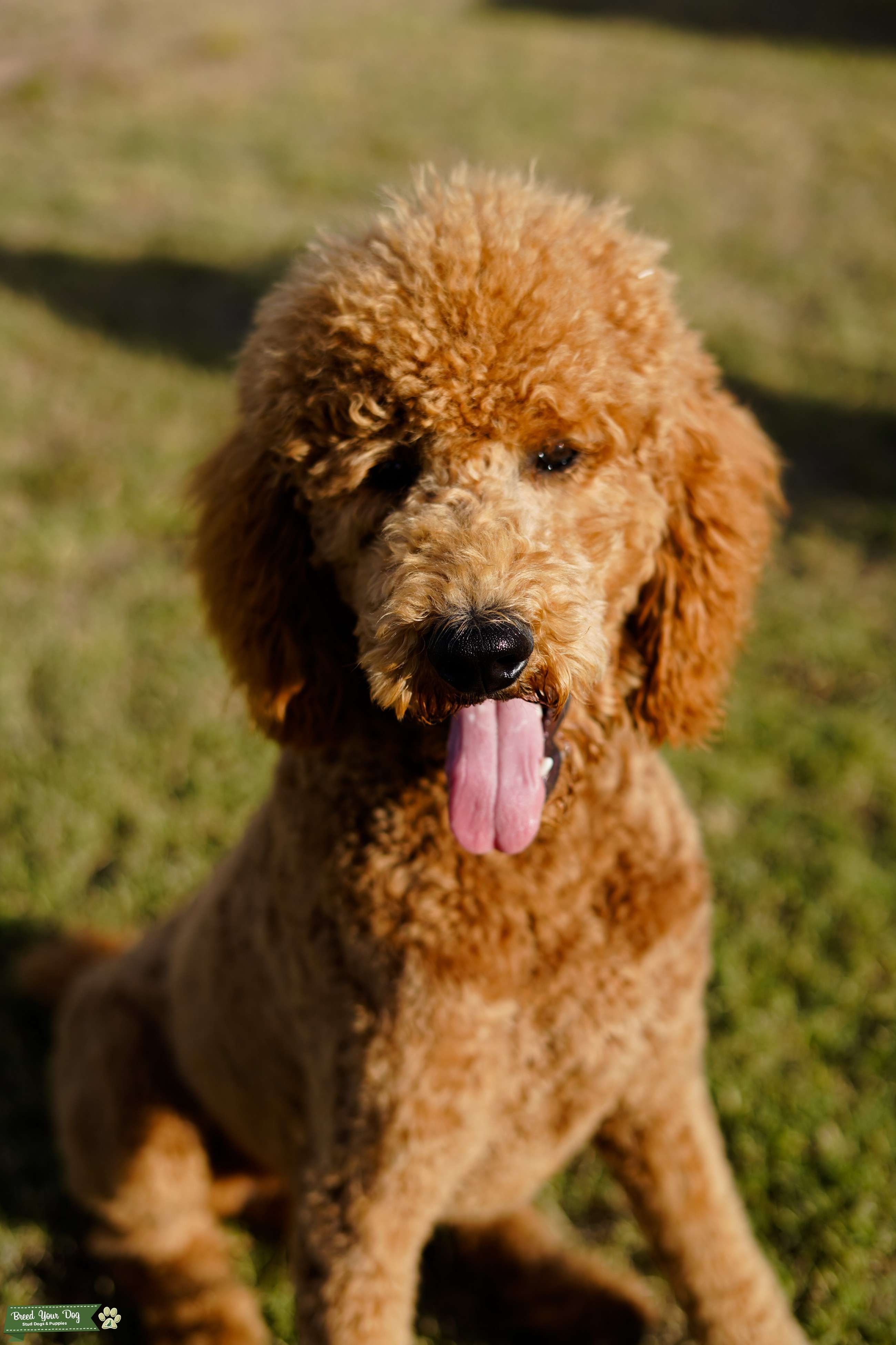 Red AKC Standard Poodle Stud Dog in Arizona, the United States