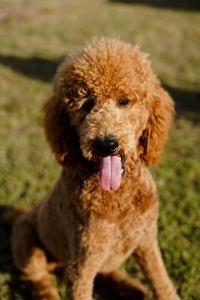 Red AKC Standard Poodle  Listing Image