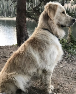 Stud Dog, English Cream Golden Retriever Listing Image