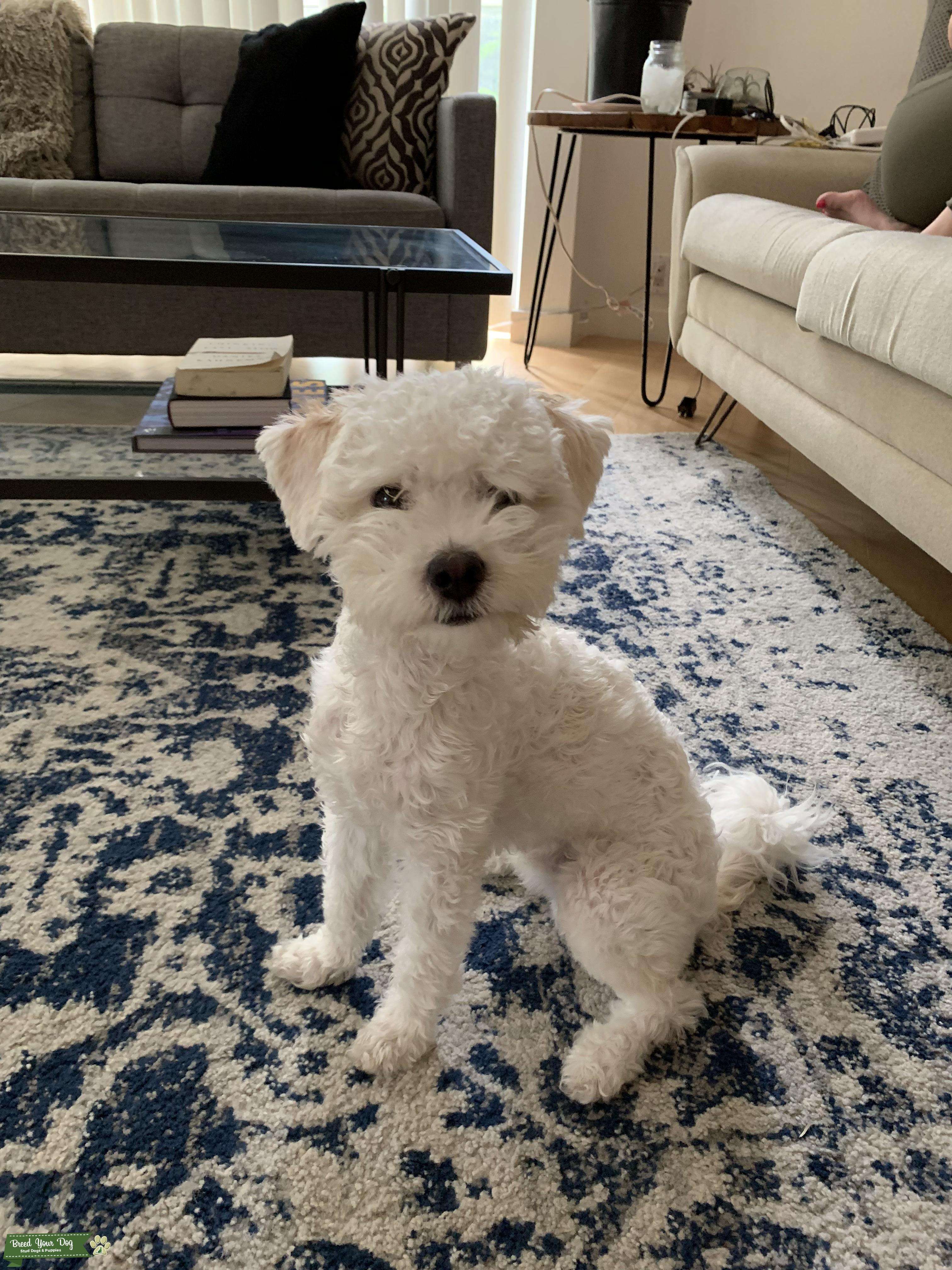 F2 Mini Labradoodle FREE STUD SERVICE Stud Dog Austin Breed Your Dog