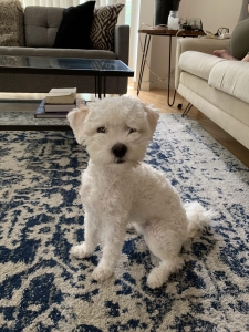 F2 Mini Labradoodle - FREE STUD SERVICE Listing Image