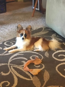 Pete needs a girlfriend! AKC Listing Image