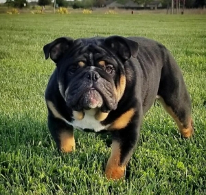 AKC Black Tri English Bulldog  Listing Image